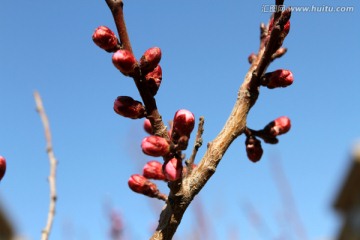 桃红柳绿 花卉 花树 春天 树