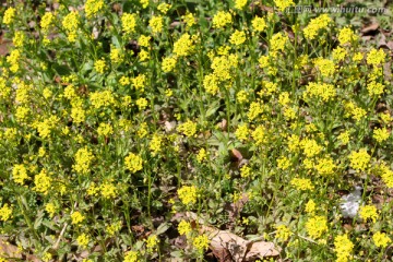 春天 花 野花 黄花 无名花