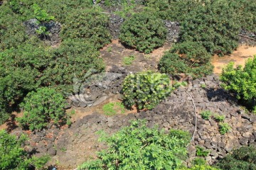 海南火山口 荔枝种植