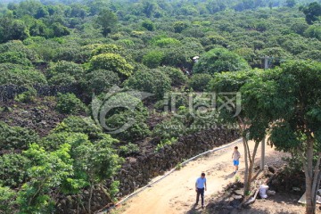 荔枝种植基地