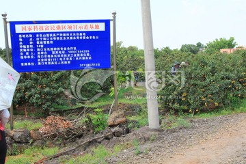 海南荔枝种植基地