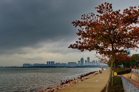 深圳湾