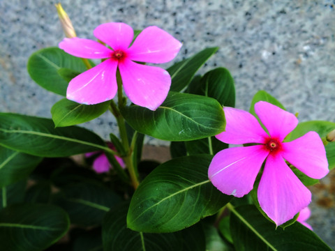长春花