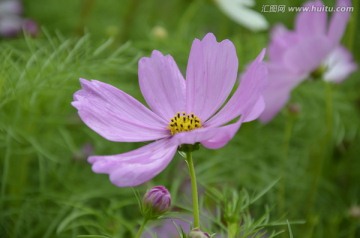 非洲菊