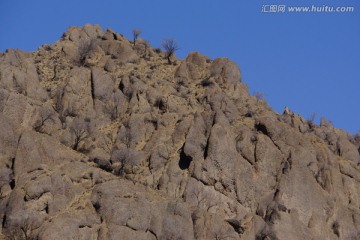 贺兰山顶树