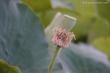 荷莲