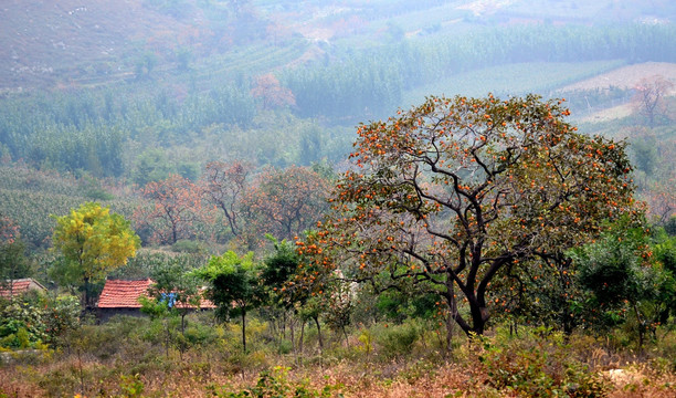 山村