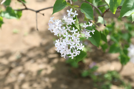白色小花