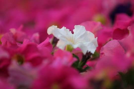 白色花在粉花中