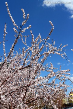 桃红柳绿 花卉 花树 春天 树