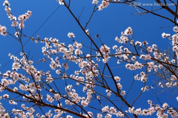 桃红柳绿 花卉 花树 春天 树