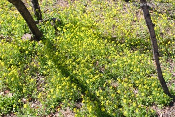 春天 花 野花 黄花 无名花