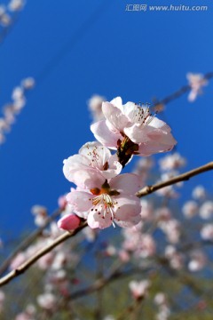 桃红柳绿 花卉 花树 春天 树