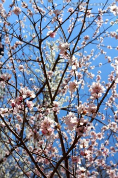 桃红柳绿 花卉 花树 春天 树