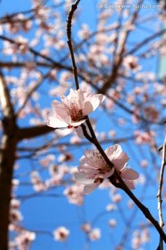 桃红柳绿 花卉 花树 春天 树