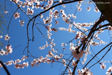 桃红柳绿 花卉 花树 春天 树