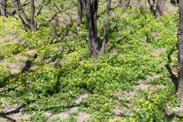 春天 花 野花 黄花 无名花