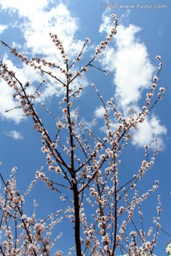 桃红柳绿 花卉 花树 春天 树