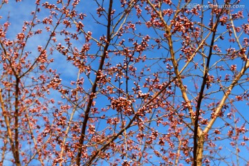 桃红柳绿 花卉 花树 春天 树