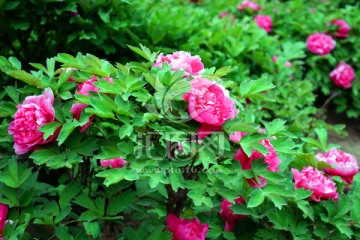 牡丹花