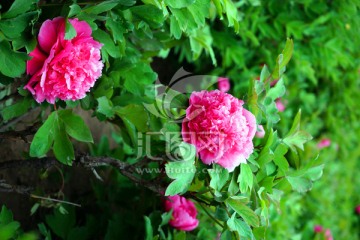 牡丹花