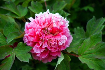 牡丹花