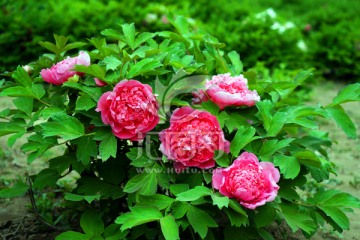 牡丹花