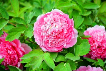 牡丹花