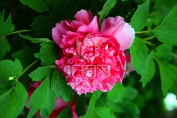 牡丹花