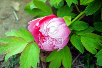 牡丹花