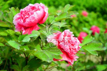牡丹花