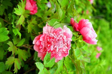 牡丹花