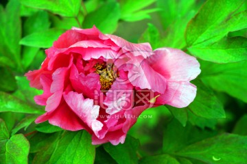 牡丹花