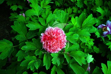 牡丹花
