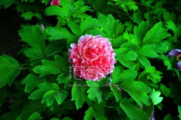 牡丹花