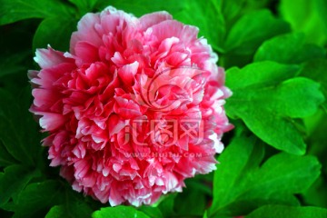 牡丹花