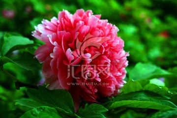 牡丹花