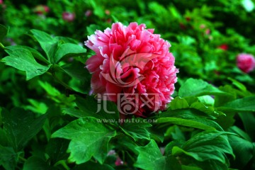 牡丹花