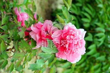 牡丹花