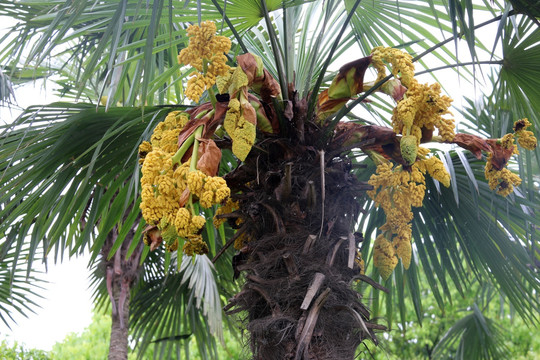 亚热带植物