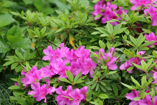 杜鹃花