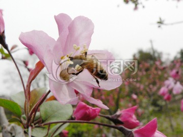 花 蜜蜂 采蜜