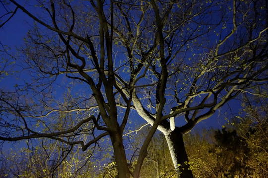 公园夜景