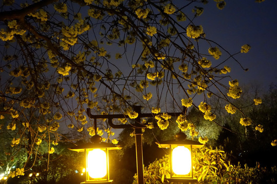 公园夜景