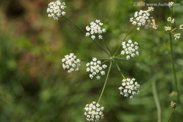 白色小花