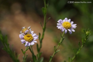 野菊
