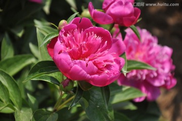 牡丹花