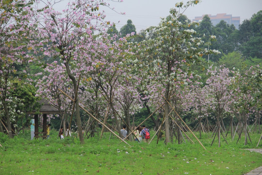 紫荆树树林