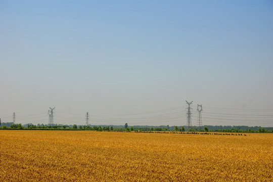 麦田麦地田野