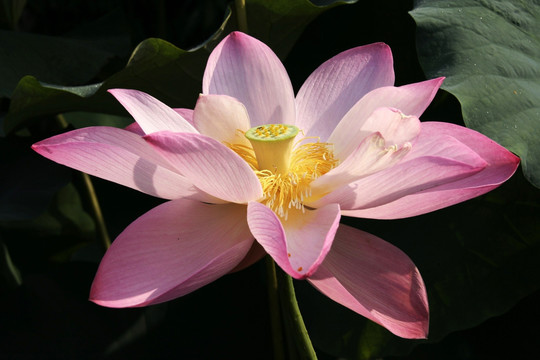 荷花